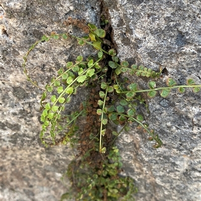 Asplenium flabellifolium (Necklace Fern) at Girraween, QLD - 8 Sep 2024 by Tapirlord