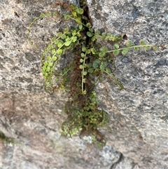 Asplenium flabellifolium at Girraween, QLD - 8 Sep 2024 12:54 PM