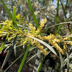 Acacia floribunda (White Sally Wattle, Gossamer Wattle) at Girraween, QLD by Tapirlord