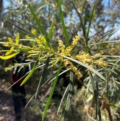 Acacia floribunda at Girraween, QLD - 8 Sep 2024 12:48 PM