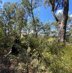 Acacia floribunda at Girraween, QLD - 8 Sep 2024 12:48 PM