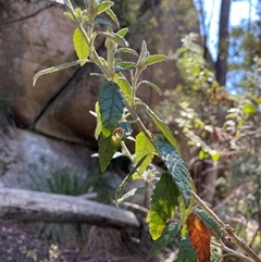 Olearia gravis at Girraween, QLD - 8 Sep 2024 12:47 PM