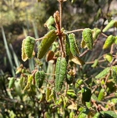 Correa reflexa var. reflexa (Common Correa, Native Fuchsia) at Wyberba, QLD - 8 Sep 2024 by Tapirlord