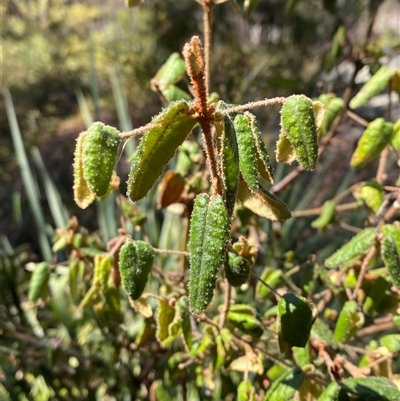 Correa reflexa var. reflexa (Common Correa, Native Fuchsia) at Wyberba, QLD - 8 Sep 2024 by Tapirlord