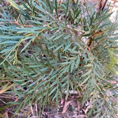 Lomatia silaifolia (Crinkle Bush, Fern-leaved Lomatia, Parsley Bush) at Girraween, QLD - 8 Sep 2024 by Tapirlord