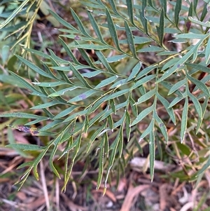 Lomatia silaifolia at Girraween, QLD - 8 Sep 2024 12:44 PM