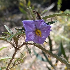 Solanum amblymerum at Girraween, QLD by Tapirlord