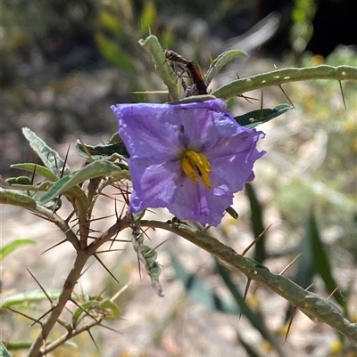 Solanum amblymerum at Girraween, QLD - 8 Sep 2024 by Tapirlord