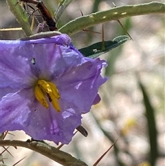 Solanum amblymerum at Girraween, QLD - 8 Sep 2024 12:44 PM