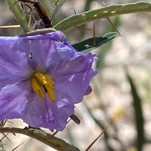 Solanum amblymerum at Girraween, QLD - 8 Sep 2024 12:44 PM