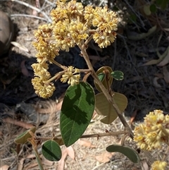 Pomaderris lanigera (Woolly Pomaderris) at Girraween, QLD - 8 Sep 2024 by Tapirlord