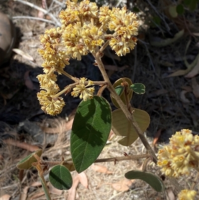 Pomaderris lanigera (Woolly Pomaderris) at Girraween, QLD - 8 Sep 2024 by Tapirlord