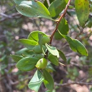 Persoonia cornifolia (Broad-Leaved Geebung) at Girraween, QLD by Tapirlord