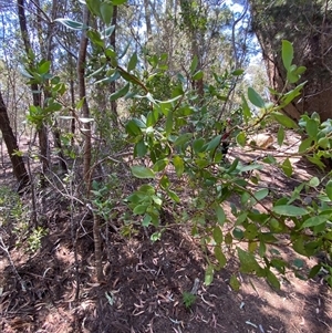 Persoonia cornifolia at Girraween, QLD - 8 Sep 2024 12:36 PM