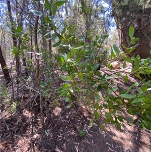 Persoonia cornifolia at Girraween, QLD - 8 Sep 2024 12:36 PM