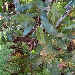 Elaeocarpus reticulatus (Blueberry Ash, Fairy Petticoats) at Girraween, QLD - 8 Sep 2024 by Tapirlord