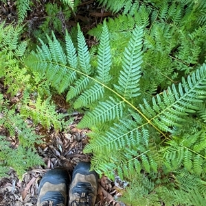 Pteridium esculentum (Bracken) at Girraween, QLD by Tapirlord