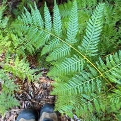 Pteridium esculentum at Girraween, QLD - 8 Sep 2024 12:35 PM