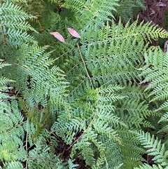 Calochlaena dubia (Rainbow Fern) at Girraween, QLD - 8 Sep 2024 by Tapirlord