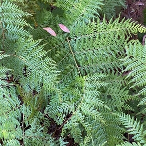 Calochlaena dubia (Rainbow Fern) at Girraween, QLD by Tapirlord