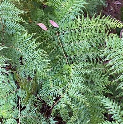 Calochlaena dubia (Rainbow Fern) at Girraween, QLD - 8 Sep 2024 by Tapirlord