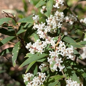 Leucopogon affinis (Lance Beard-heath) at Girraween, QLD by Tapirlord