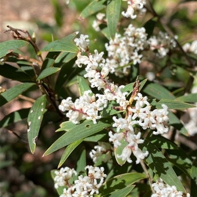 Leucopogon affinis (Lance Beard-heath) at Girraween, QLD - 8 Sep 2024 by Tapirlord