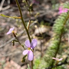 Stylidium laricifolium (Giant Triggerplant, Tree Triggerplant) at Girraween, QLD - 8 Sep 2024 by Tapirlord