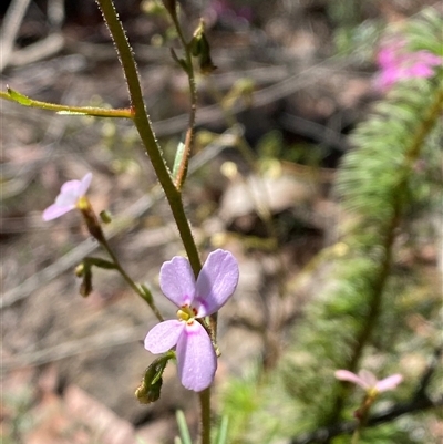 Stylidium laricifolium (Giant Triggerplant, Tree Triggerplant) at Girraween, QLD - 8 Sep 2024 by Tapirlord