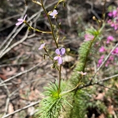 Stylidium laricifolium at Girraween, QLD - 8 Sep 2024 12:33 PM
