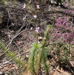 Stylidium laricifolium at Girraween, QLD - 8 Sep 2024 12:33 PM