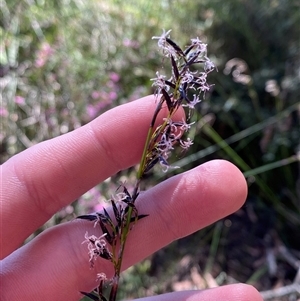 Schoenus melanostachys (Black Bog-rush) at Girraween, QLD by Tapirlord