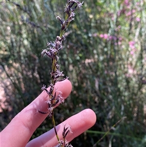 Schoenus melanostachys at Girraween, QLD - 8 Sep 2024 12:33 PM