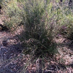 Schoenus melanostachys at Girraween, QLD - 8 Sep 2024 12:33 PM