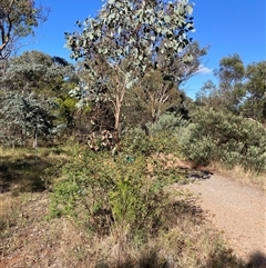 Rosa sp. (A Wild Rose) at Kenny, ACT - 16 Jan 2025 by waltraud