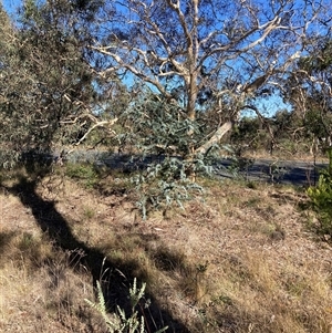 Acacia cultriformis (Knife Leaf Wattle) at Kenny, ACT by waltraud