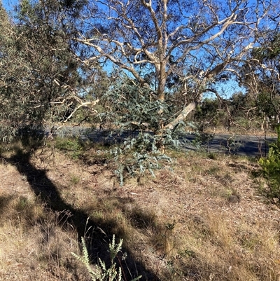 Acacia cultriformis (Knife Leaf Wattle) at Kenny, ACT - 16 Jan 2025 by waltraud