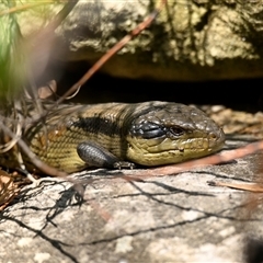 Tiliqua scincoides scincoides (Eastern Blue-tongue) at Acton, ACT - 23 Jan 2025 by Thurstan