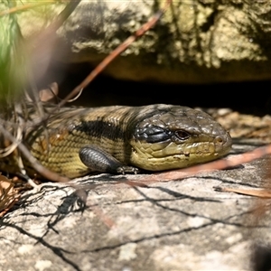 Tiliqua scincoides scincoides at Acton, ACT - 24 Jan 2025 10:52 AM