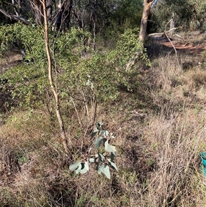 Rosa sp. (A Wild Rose) at Kenny, ACT by waltraud