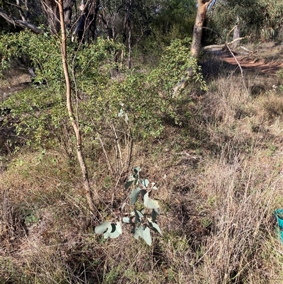 Rosa sp. (A Wild Rose) at Kenny, ACT - 16 Jan 2025 by waltraud