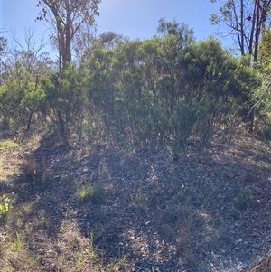 Acacia boormanii (Snowy River Wattle) at Kenny, ACT by waltraud