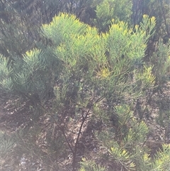 Acacia boormanii at Kenny, ACT - 17 Jan 2025 08:45 AM