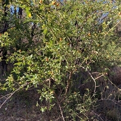 Rosa rubiginosa (Sweet Briar, Eglantine) at Kenny, ACT - 16 Jan 2025 by waltraud