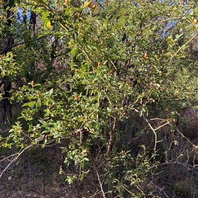 Rosa rubiginosa (Sweet Briar, Eglantine) at Kenny, ACT - 16 Jan 2025 by waltraud