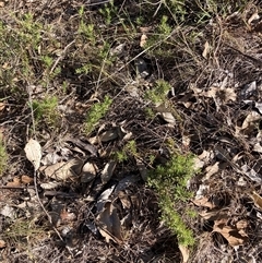 Grevillea (genus) (Grevillea) at Kenny, ACT - 17 Jan 2025 by waltraud