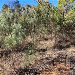 Acacia boormanii (Snowy River Wattle) at Kenny, ACT - 16 Jan 2025 by waltraud