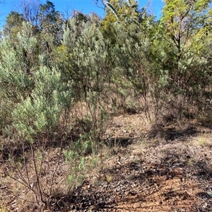 Acacia boormanii (Snowy River Wattle) at Kenny, ACT by waltraud