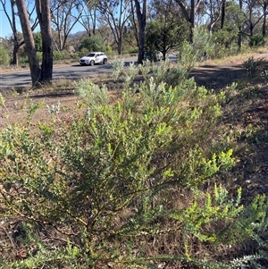 Acacia cultriformis (Knife Leaf Wattle) at Kenny, ACT by waltraud