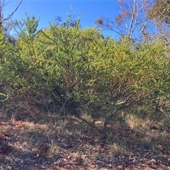 Acacia cultriformis at Kenny, ACT - 17 Jan 2025 08:48 AM